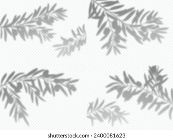 Olive tree branch leaf, shadow overlay on transparent background, vector imprint silhouette. Olive leaves, summer palm and bamboo or bush plant shade with light overlay effect for background