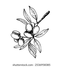 Ramo de oliveira com folhas e bagas ilustração vetorial desenhada à mão gráfica preto e branco. Clipart botânico para design de menu de comida, cartão de saudação, etiqueta do produto Linha isolada de arte de fundo