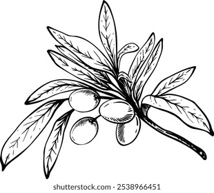 Olive tree branch with leaves and berries fruit Black ink line art hand drawn vector illustration. Botanical clipart for food menu design, greeting card, product label Isolated artwork from background