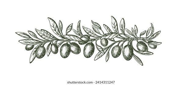 Olive tree branch with leaves and ripe fruit. Vector gravure. Vintage hand drawn sketch. Mediterranean food, aroma oil