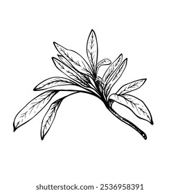 Olive tree branch, no fruit with leaves. Black and white graphic hand drawn vector illustration. Botanical clipart for greeting card, food, cosmetic product label. Isolated line art from background