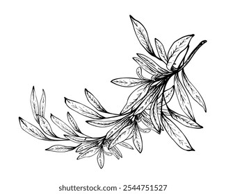 Olive tree branch, no fruit with leaves. Black and white graphic hand drawn vector illustration. Fruitless rosemary, bay leaf clipart for card, food, product label. Isolated line art from background