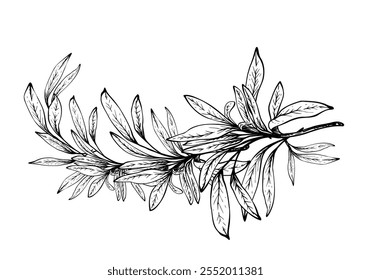 Olive tree branch, no fruit with leaves. Black and white graphic hand drawn vector illustration. Fruitless rosemary, bay leaf clipart for card, food, product label. Isolated line art from background