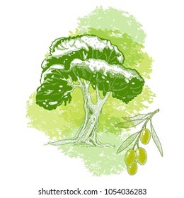 Olive tree and olive branch and for oil bottle design.  Sketch with green watercolor spot. Hand drawn vector illustration.