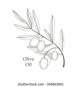 Olive tree branch with olives isolated sketch over white background Retro olive branch engraving Vector illustration