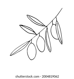 Olive tree branch with olives and leaves, vector illustration doodle hand drawn