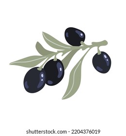Olive tree branch with ripe fruits and leaves. Flat vector graphics.