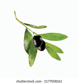 Olive tree branch with two black fresh olives and green leaves isolated on white background. Realistic Vector illustration based on hand-draw watercolor painting. Vector Clip art. Template.