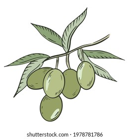 Olive tree branch, vector. Green olives with leaves. A handful of berries. Olive oilseeds. Hand drawing.