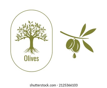 olive tree and olive branch vector illustration design