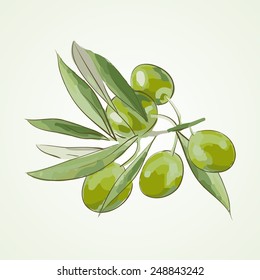 Olive tree branch - vector illustration