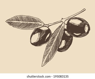 Olive tree branch vintage illustration, engraved retro style, hand drawn, sketch