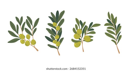 Ramas de olivo. Rama con aceitunas y hojas sobre fondo blanco. Ilustración vectorial plana