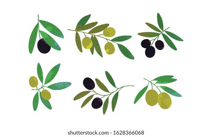 Olive Tree Branches with Fruits Collection, Healthy Organic Product Vector Illustration Vector Illustration
