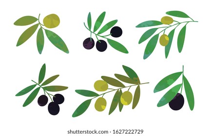 Olive Tree Branches with Green and Black Olives Collection, Eco Healthy Organic Product Vector Illustration Vector Illustration