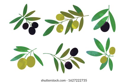 Olive Tree Branches with Green and Black Olives Collection, Healthy Organic Product Vector Illustration