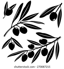 Ramas de olivos con frutas. Ilustración vectorial en blanco y negro.