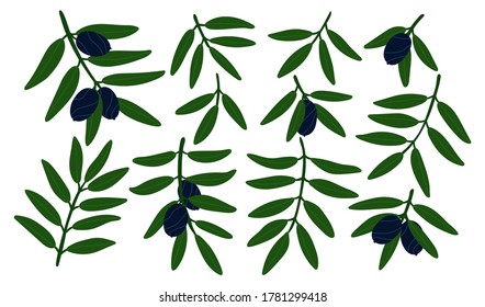 Olive tree branches set. Isolated vector elements for design. Green plants with black olives. Modern botanical set. Contemporary illustration. Olive oil products.