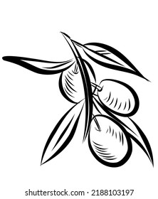 olive tree branches. vector illustration