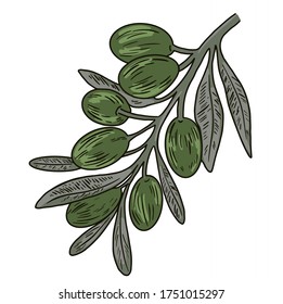 Olive tree branch.Vector olive tree for background, texture, wrapper pattern, frame or border. For the design of packaging and printed products. 