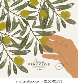 Olive tree design template. Hand touching olives on the tree. Vector illustration