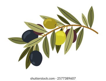 Olive tree. Different olives on branch. Natural ingredient for mediterranean cuisine. Fresh and ripe olives illustration.