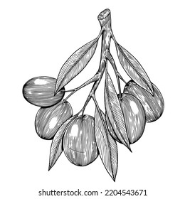 ilustraciones de boceto de grabado de olivos