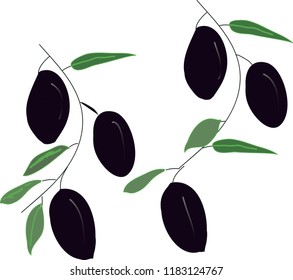 Olive tree, fruit. Olive oil.