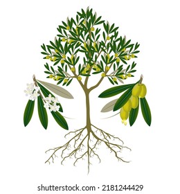 Olive tree with fruits and flowers on a white background.