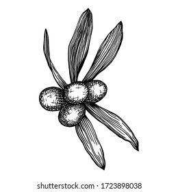 Olive tree fruits and leaves. Hand drawn black outlines isolated on white background. Realistic freehand drawing with pen and ink. Olive plant monochrome design element. Food ingredient vintage sketch