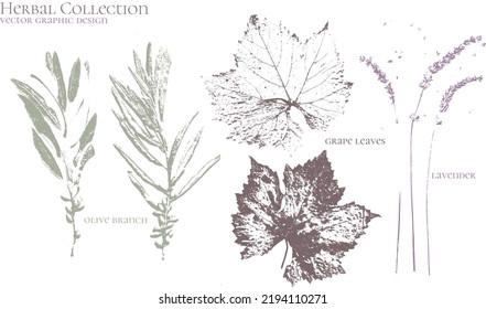 Árbol de oliva, hoja de uva, lavanda. Conjunto de hierbas secas y plantas naturales - colección de logotipos de herbario . Ilustración del vector