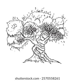 Olive tree graphic drawing. Hand drawn ink illustration isolated on a white background. Sketch for menu, product and italian, greek, spanish cuisine design.