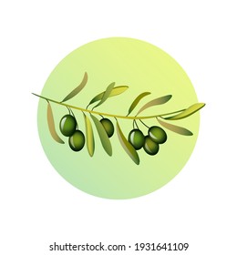 Olive tree green branch illustration.
