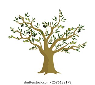Olive tree with green leaves and ripe black and green olives. Classic Mediterranean tree with thick trunk and many branches. Food, farming, agriculture, botanical themes. Flat vector illustration.