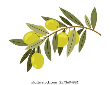 Olive tree. Green olives on branch. Natural ingredient for mediterranean cuisine. Fresh and ripe olives illustration. Healthy and vegetarian food.