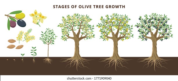 Olive tree growing stages froom seed, seedling, sprout, flowering, ripe olive fruits, green, yellow olives and black. Set of vector botanical illustrations, infographics isolated on white background.