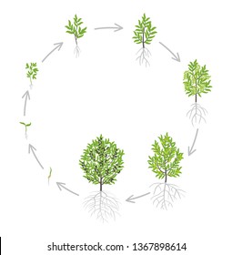 Olive tree growth stages. Vector illustration. Ripening period progression. Olive tree life cycle animation plant seedling. European olive phases.