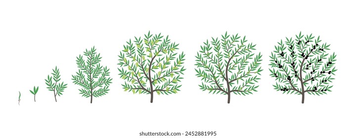 Olive tree growth stages. Vector illustration. Ripening period progression. Life cycle animation plant seedling.