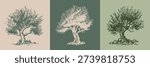 Olive tree hand drawn illustrations, sketch	