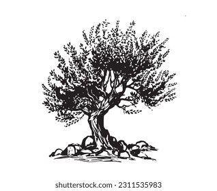 Olive tree hand drawn illustrations, sketch. Vector.	