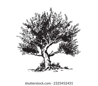 Olive tree hand drawn illustrations, sketch. Vector.	