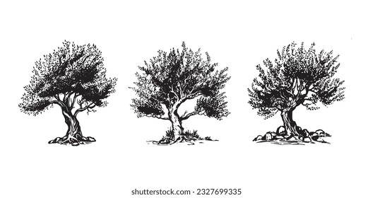 Olive tree hand drawn illustrations, sketch. Vector.	