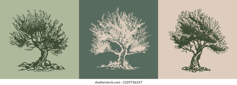 Ilustraciones dibujadas a mano en olivo, boceto. Vector.