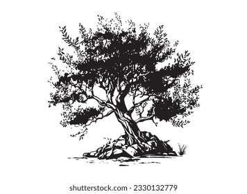 Olive tree hand drawn illustrations, sketch. Vector.	