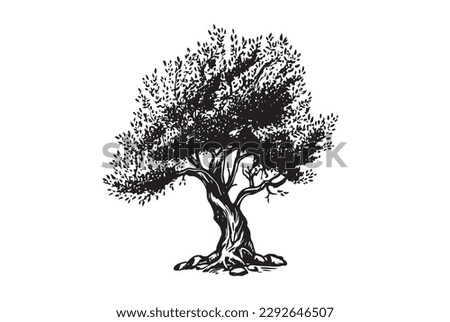 Olive tree hand drawn illustrations, sketch. Vector. Stock photo © 