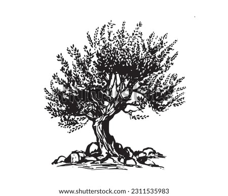 Olive tree hand drawn illustrations, sketch. Vector.	 Stock photo © 