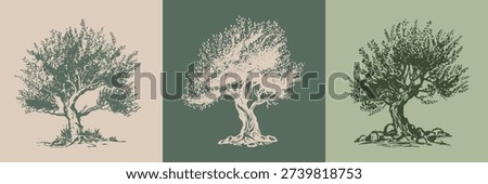 Olive tree hand drawn illustrations, sketch	 Stock photo © 