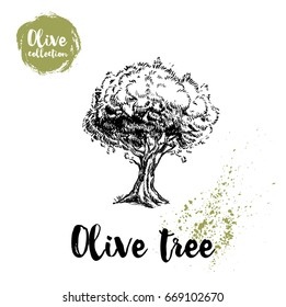 Olive tree hand drawn poster. Old looking vector artwork. Great for cosmetic creams designs, labels, flyers, farm fresh products.