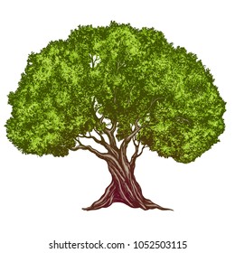 Olive tree hand drawn vector illustration realistic sketch color