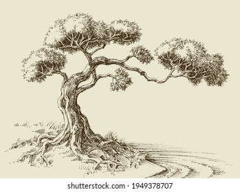 Olive tree hand drawn vector illustration